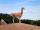 lettermansgap's picture